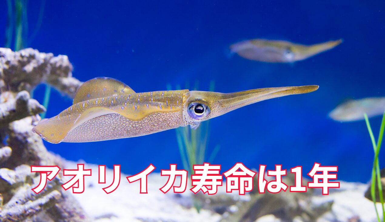 「アオリイカの寿命は1年」と言われる根拠説明。釣太郎