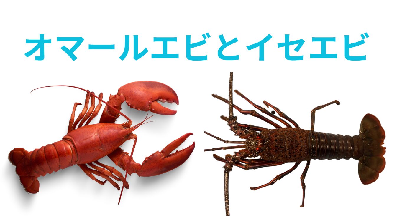 アメリカロブスター（オマールエビ）と、伊勢海老の違い説明。釣太郎