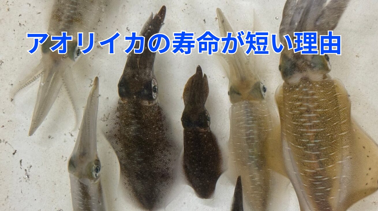 アオリイカの寿命が短い要因は、生物学的特性にある。釣太郎