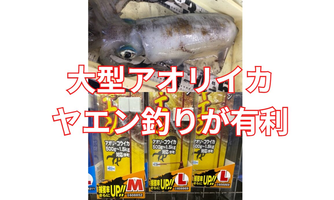 春の大型アオリイカ狙いにおいて「ヤエン釣り」が有利な理由。釣太郎