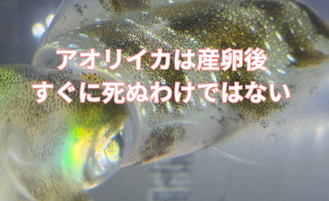 産卵後もアオリイカは数週間生きている。釣太郎