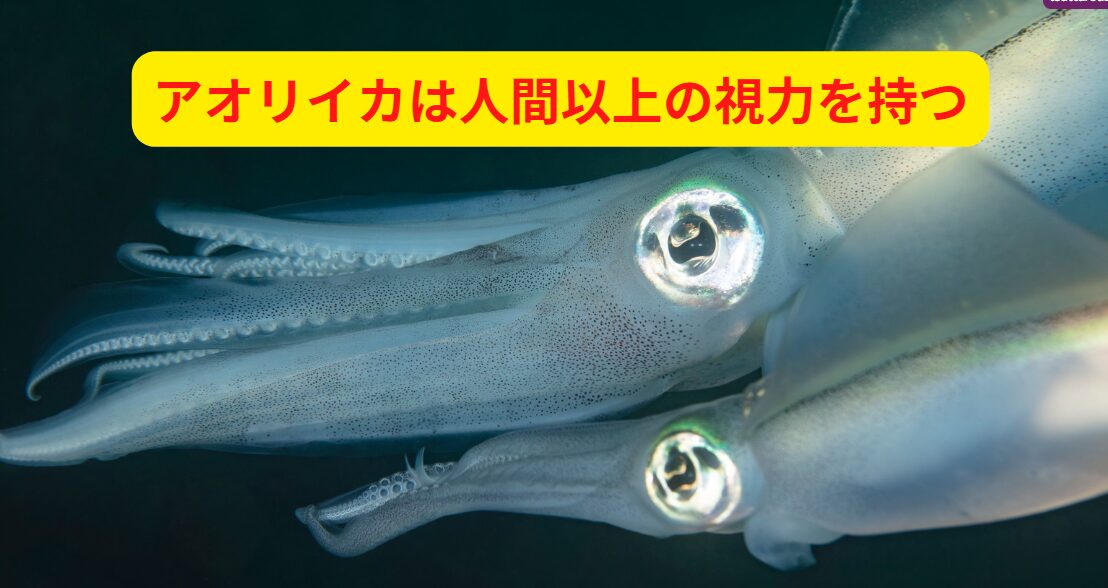 アオリイカは人間以上の視力を持つとされており、色の違い、光の変化、動きなどを非常に敏感に察知します。釣太郎