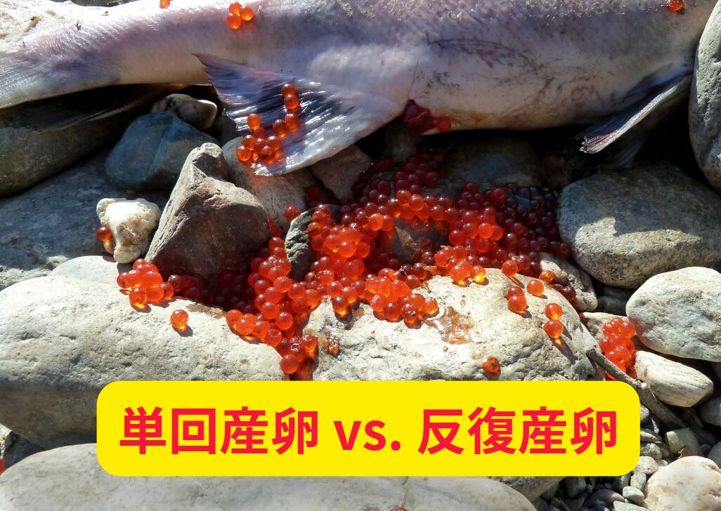 単回産卵（1回のみ産卵） vs. 反復産卵（複数回産卵）の違い。釣太郎