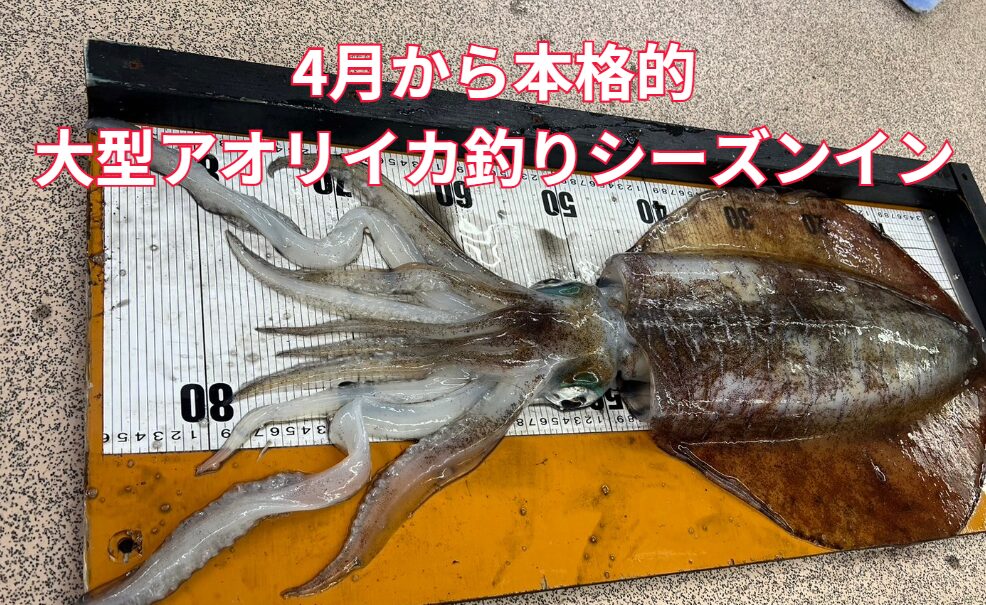 今日から4月。南紀地方は大型アオリイカ釣りシーズンに入ります。釣太郎