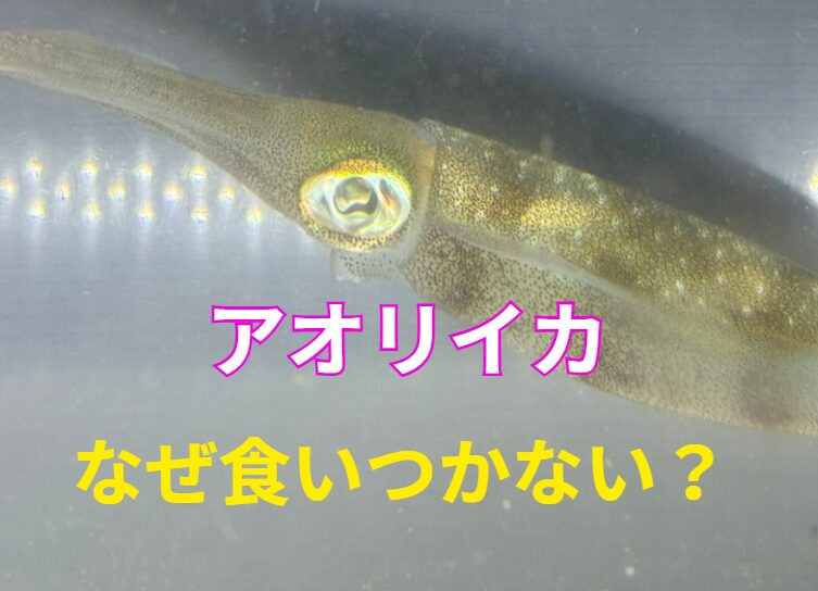 アジをアオリイカの目の前に泳がせても食いつかない理由説明。釣太郎