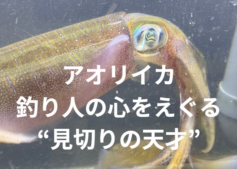 アオリイカにめちゃくちゃ舐められてる気がする瞬間5選。釣太郎