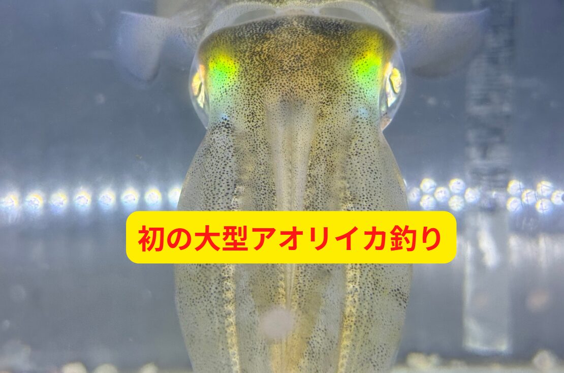 春の南紀でアオリイカ３キロを釣るならエギング、ウキ釣り、ヤエン釣り、どれが有利か？釣太郎