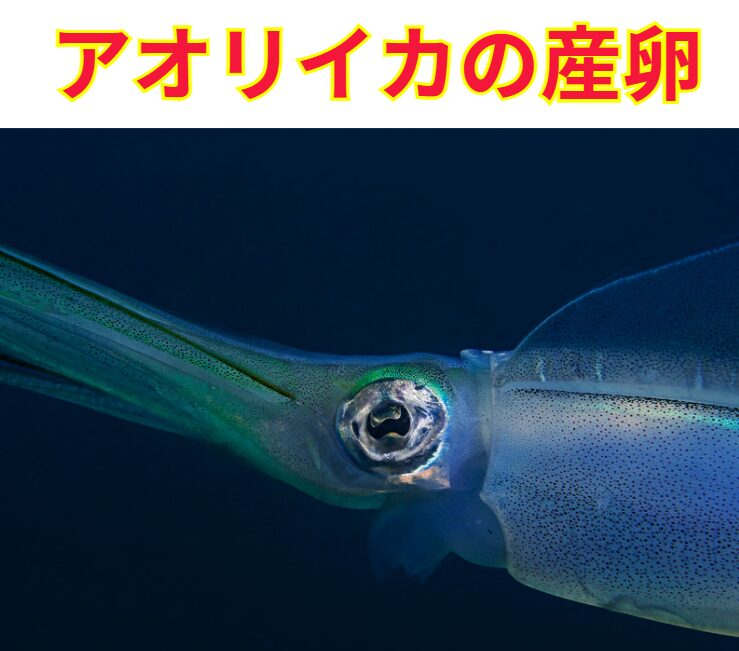 アオリイカの産卵と釣果。釣太郎