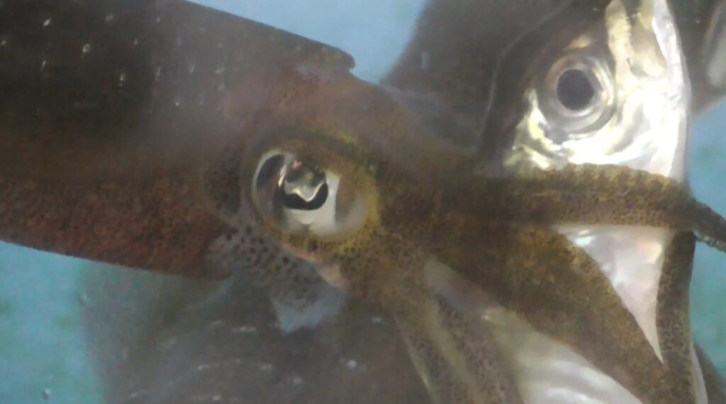 ヤエン釣りは「アオリイカとの駆け引き」が面白い！釣太郎