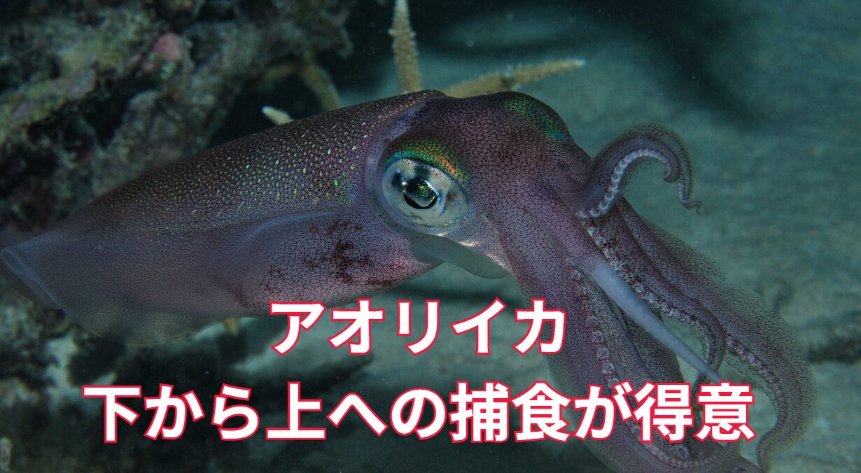 アオリイカは、下から上を見上げるようにして獲物を探す。釣太郎