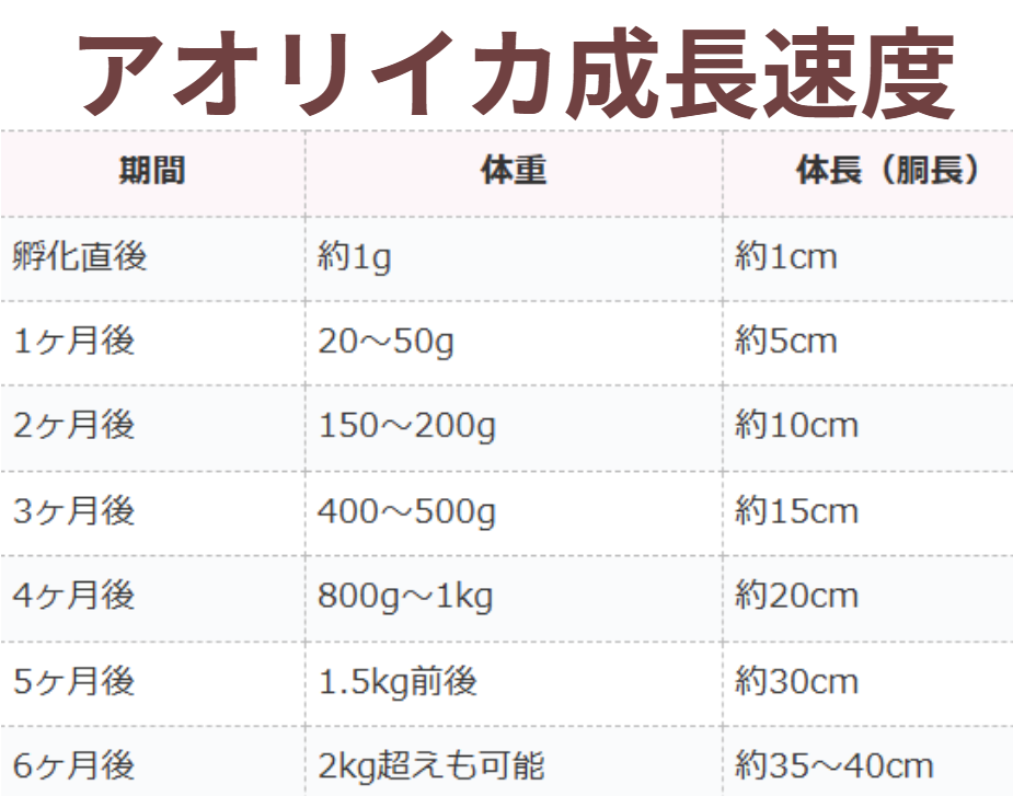 アオリイカ成長速度表。釣太郎