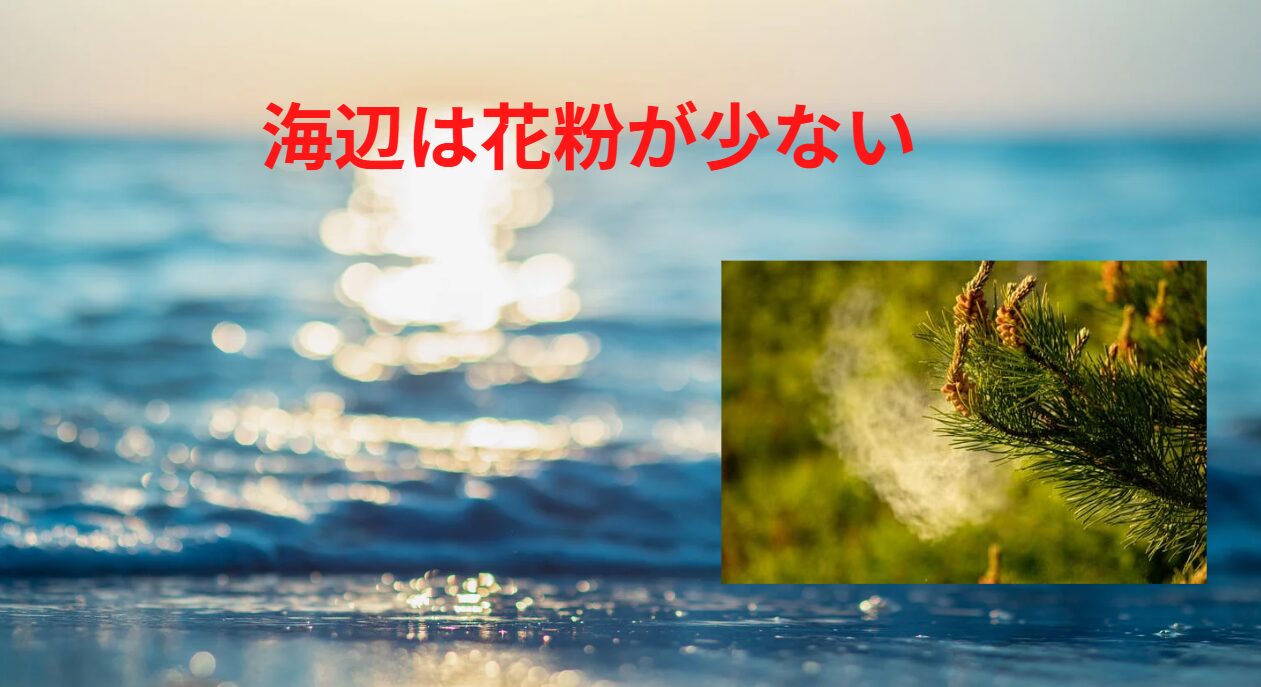 海辺は花粉が少なく、楽になります。釣太郎