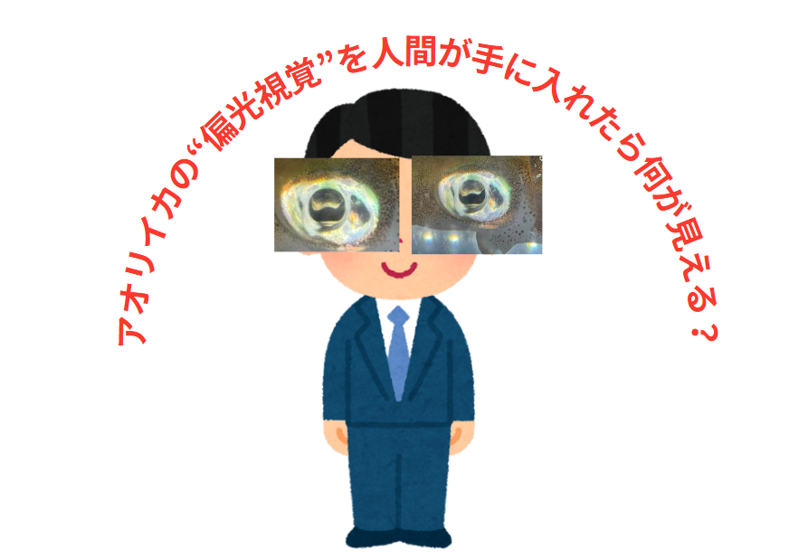 アオリイカの“偏光視覚”を人間が手に入れたら何が見える？釣太郎