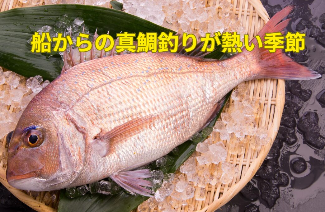 【南紀の春】船からの真鯛釣りが熱い！釣太郎