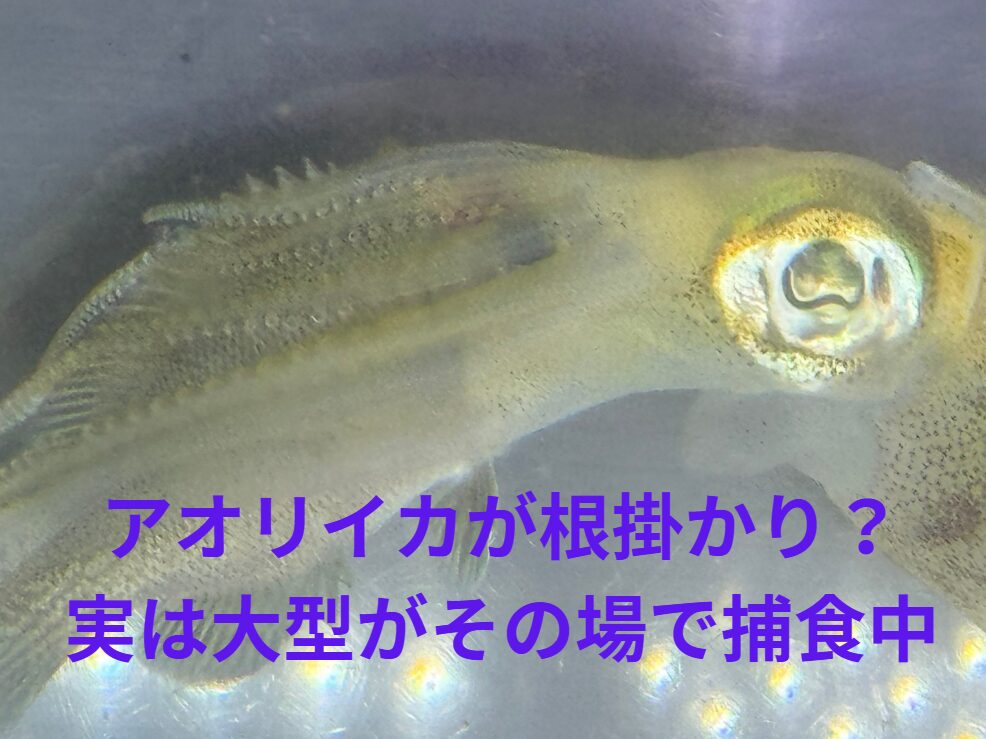 アオリイカが根掛かり？実は大型がその場で捕食中。釣太郎
