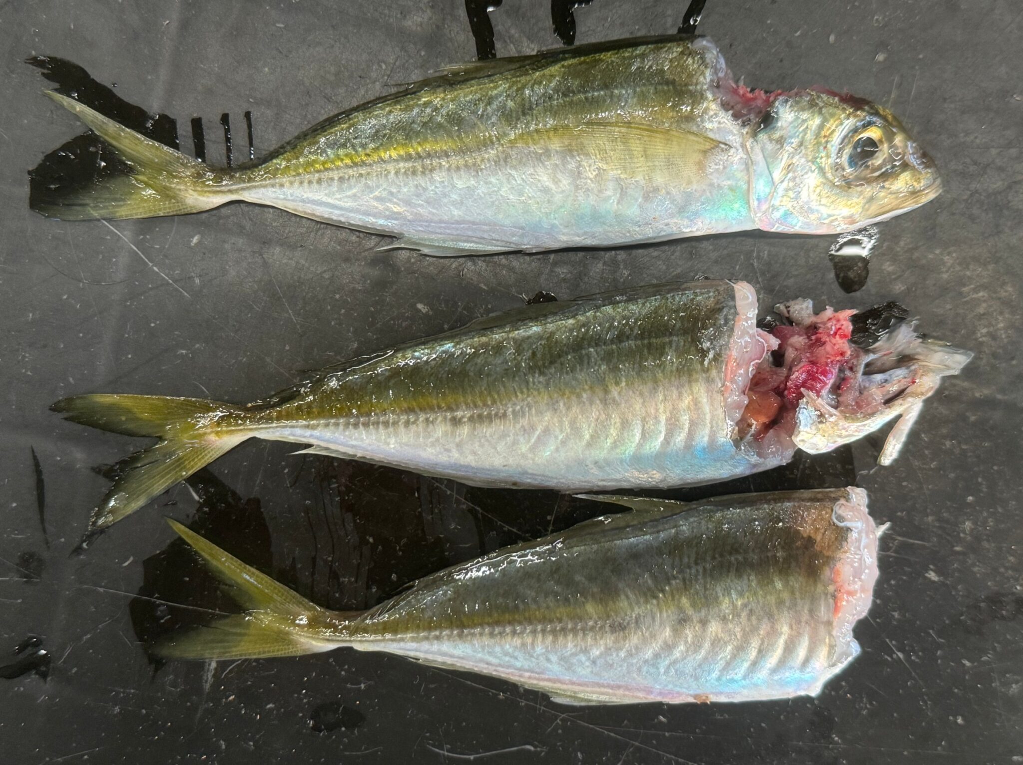 アオリイカ釣りで一番多いミスは、待ち切れず早くヤエン投入すること。釣太郎