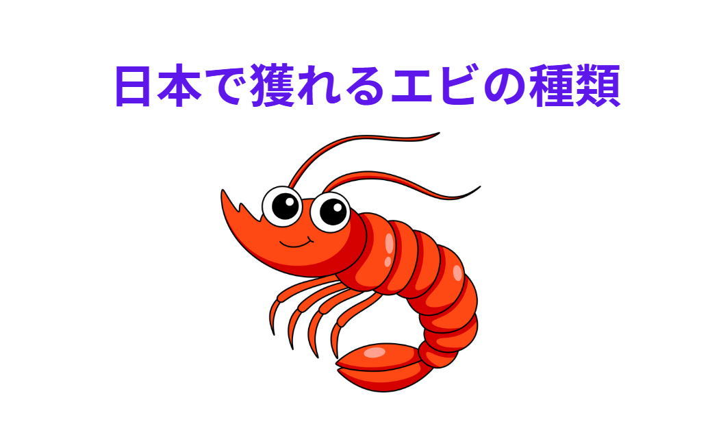 【日本で獲れるエビ全種類】特徴・産地・味・用途を徹底解説！釣太郎