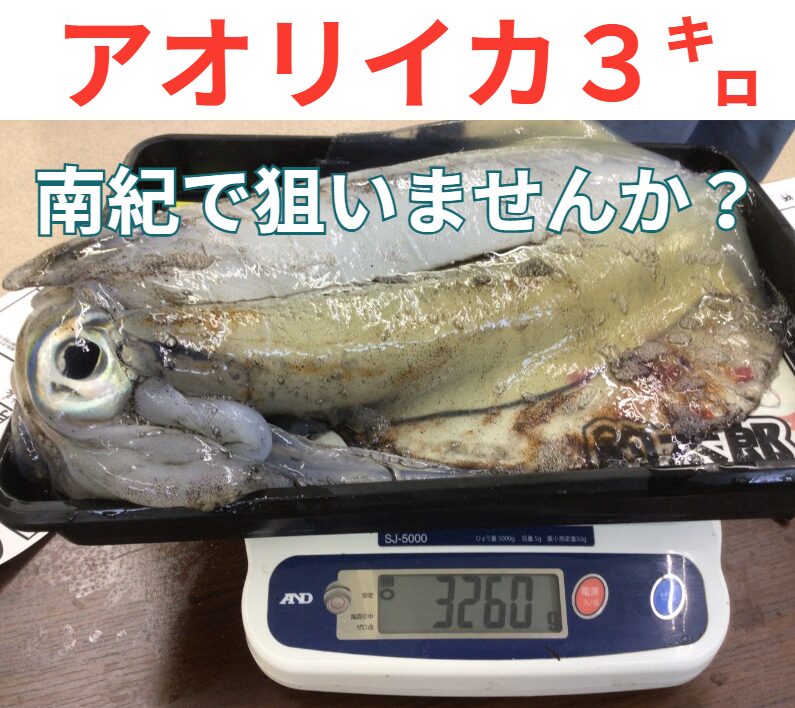 春の南紀で夢の3kgオーバーを狙おう!釣太郎