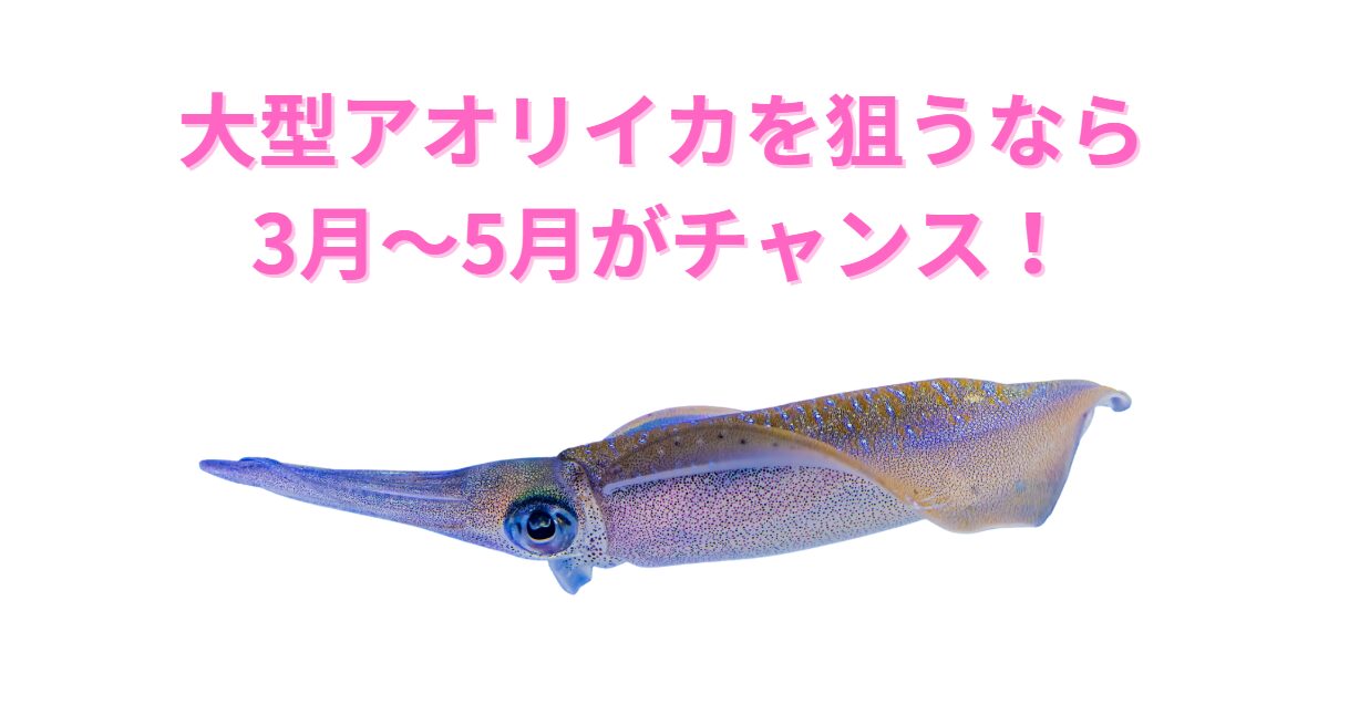 【南紀アオリイカ最前線】3月～6月月別攻略！大型狙いのチャンスを逃すな！釣太郎