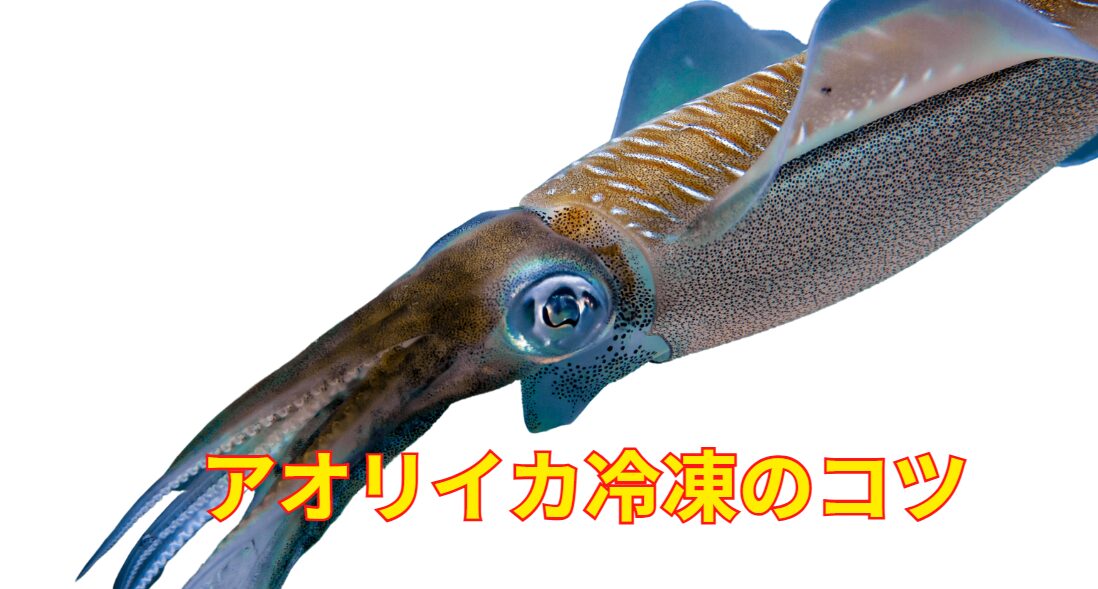 アオリイカ冷凍のコツ説明。釣太郎