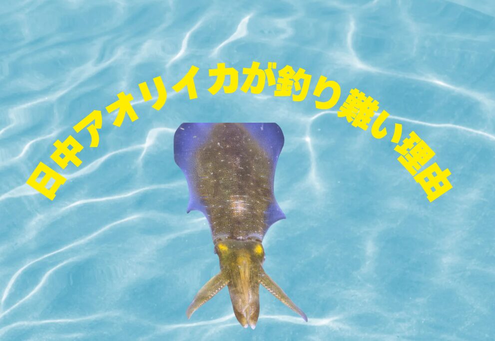 日中アオリイカが釣り難い理由を初心者へご説明。釣太郎