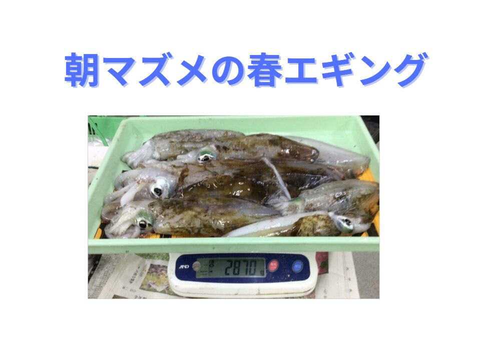 和歌山南紀で春の大型アオリイカ釣り、お勧めのエギベストスリー紹介(朝マズメ編)。釣太郎