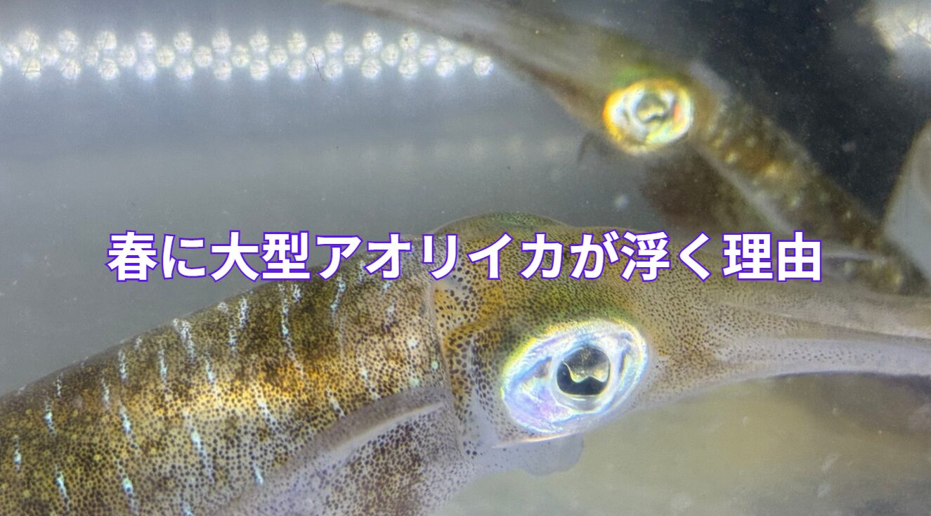 春に大型アオリイカが浮く理由説明。釣太郎