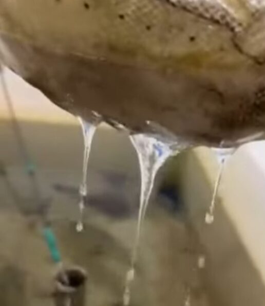 アオリイカの皮膚には、多糖類と呼ばれる成分が含まれています。この多糖類は、水分を保持する性質があり、粘液と混ざり合うことで、あの独特なヌメリを生み出します。釣太郎