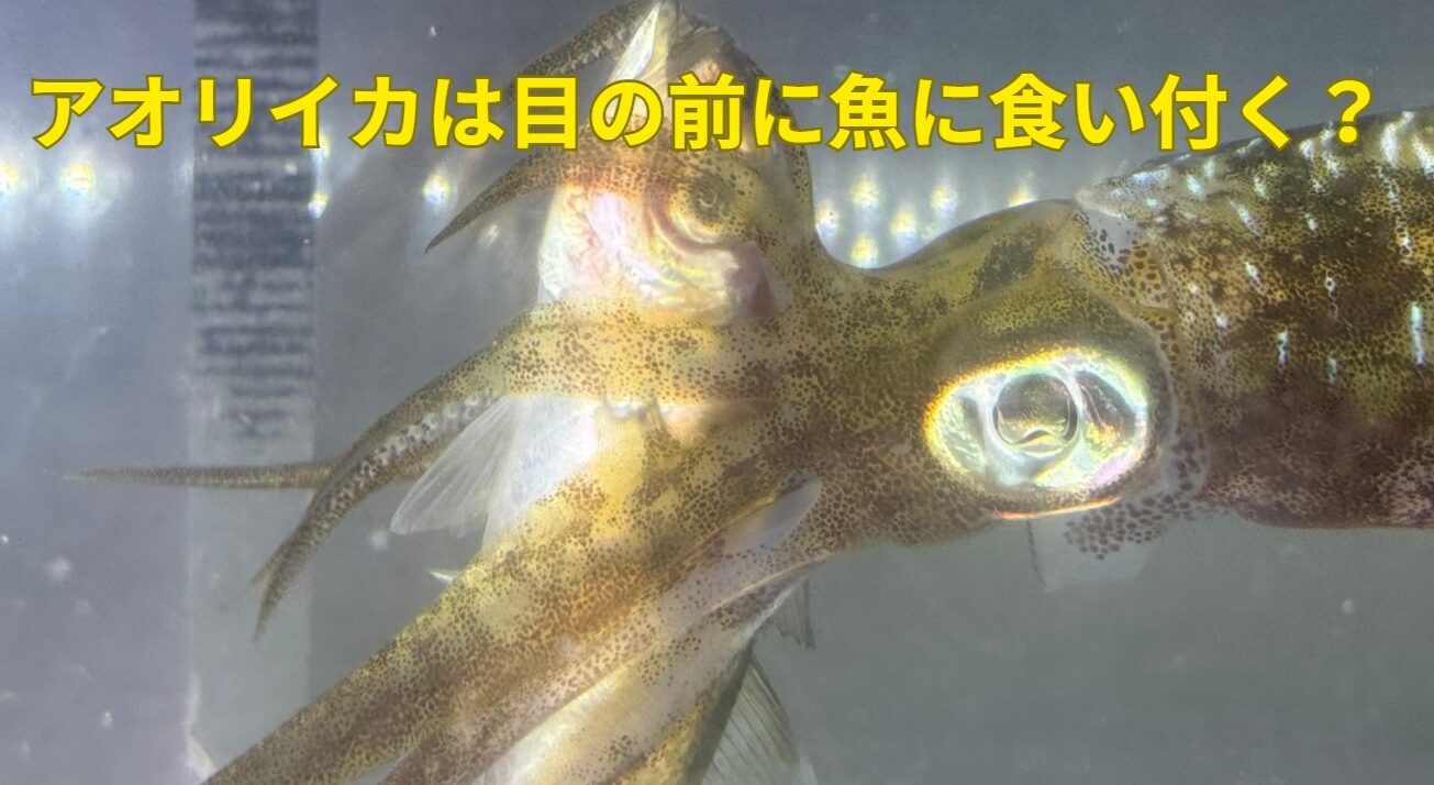 アオリイカは好きな魚を求めている?目の前の獲物に食い付く?釣太郎