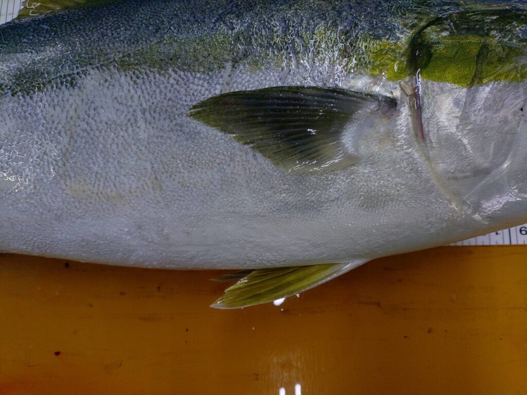 胸鰭がデカいのはブリの特徴だが、、胸鰭と腹鰭の位置はヒラマサ。まさにブリヒラ。釣太郎