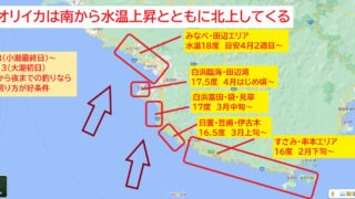 春の大型アオリイカは、水温上昇と共に北上するが、これらは同じ個体が移動しているのか?釣太郎