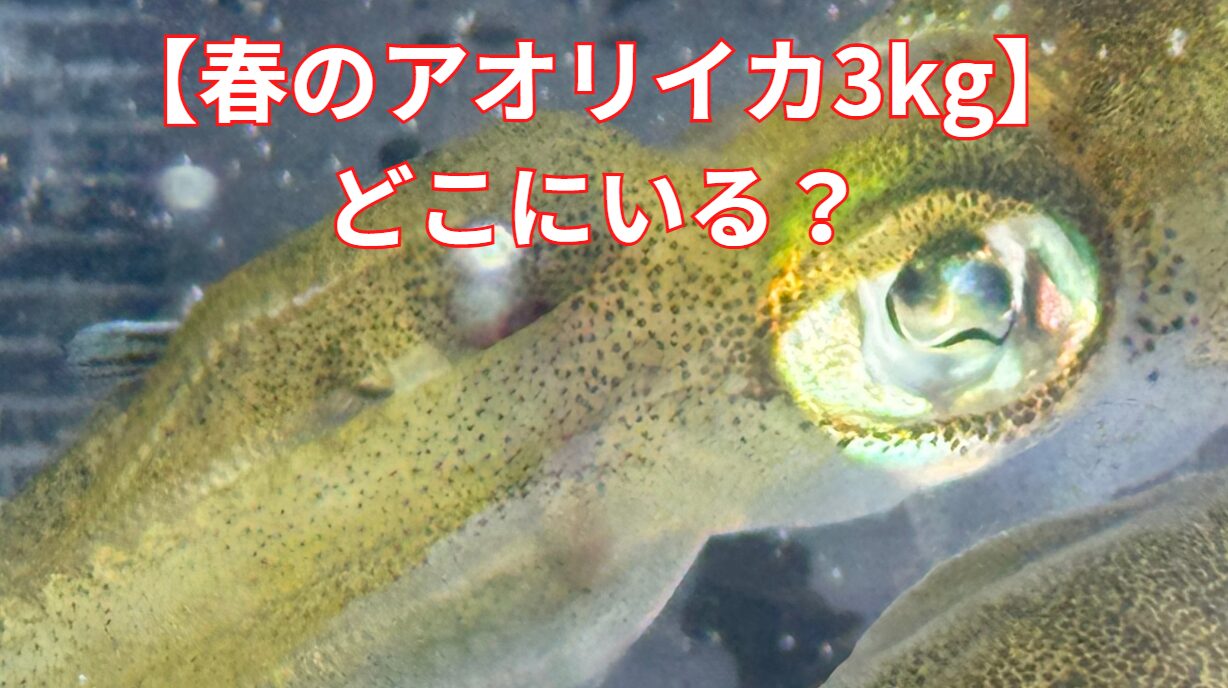 【春の大型アオリイカ】どこにいる？エギング、ウキ釣り、ヤエン釣り別にご説明。釣太郎