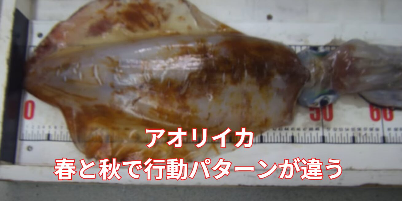 アオリイカは、春と秋で行動パターンが大きく異なります。釣太郎