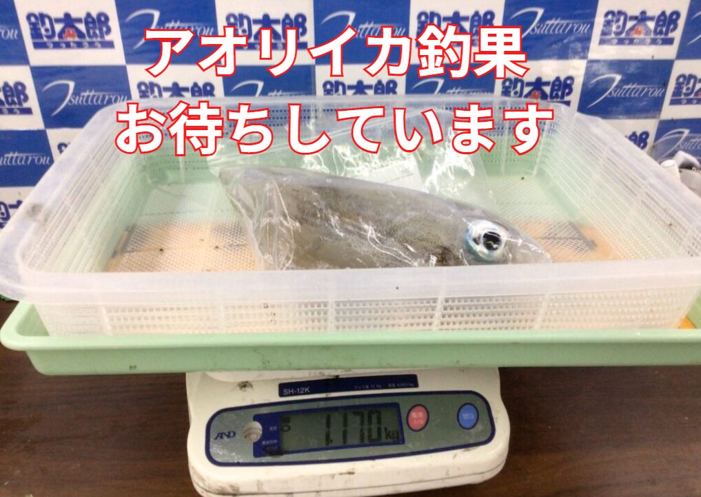 アオリイカ釣果、お待ちしております。釣太郎