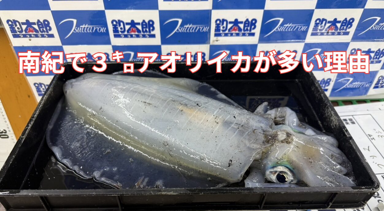 和歌山南紀はアオリイカの魚影が濃い理由。釣太郎