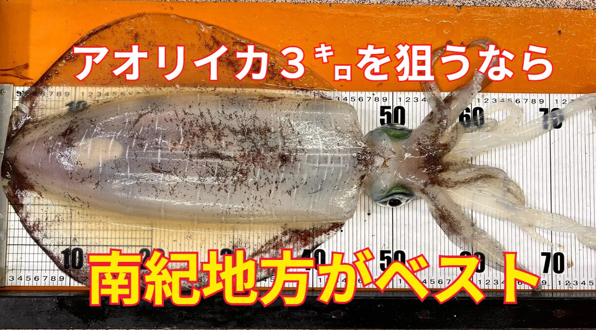 アオリイカ３キロを狙うなら、南紀地方がベストポイント。釣太郎