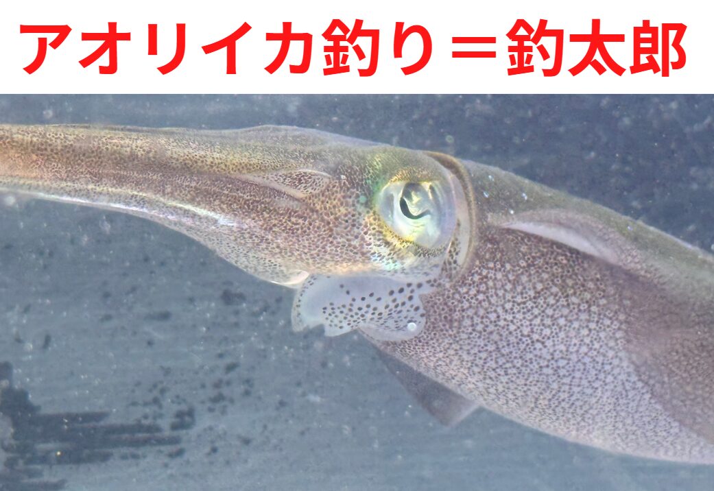 アオリイカ釣りは、釣太郎が最も得意とする分野。