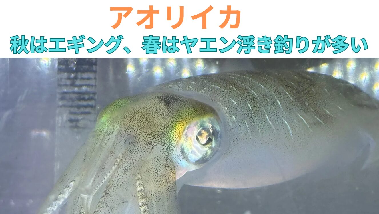 和歌山南紀はアオリイカ釣りのメッカだが、秋はエギング、春はウキ、ヤエン釣りが多い理由説明。釣太郎