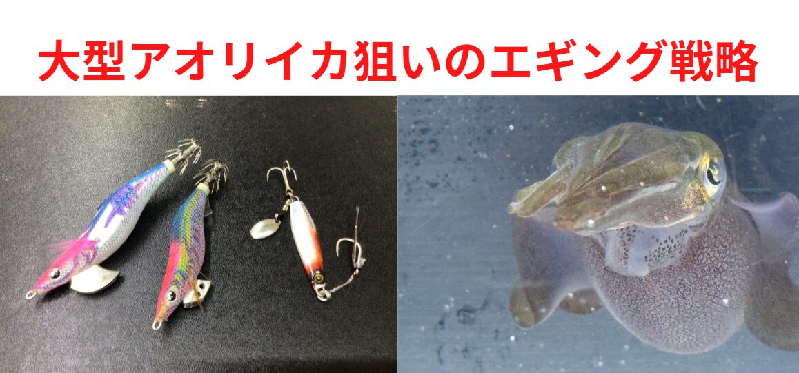 南紀の春アオリイカ攻略：大型狙いのエギング戦略。釣太郎