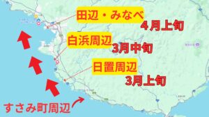 和歌山南紀のアオリイカは、水温が上がれば北上します。釣太郎