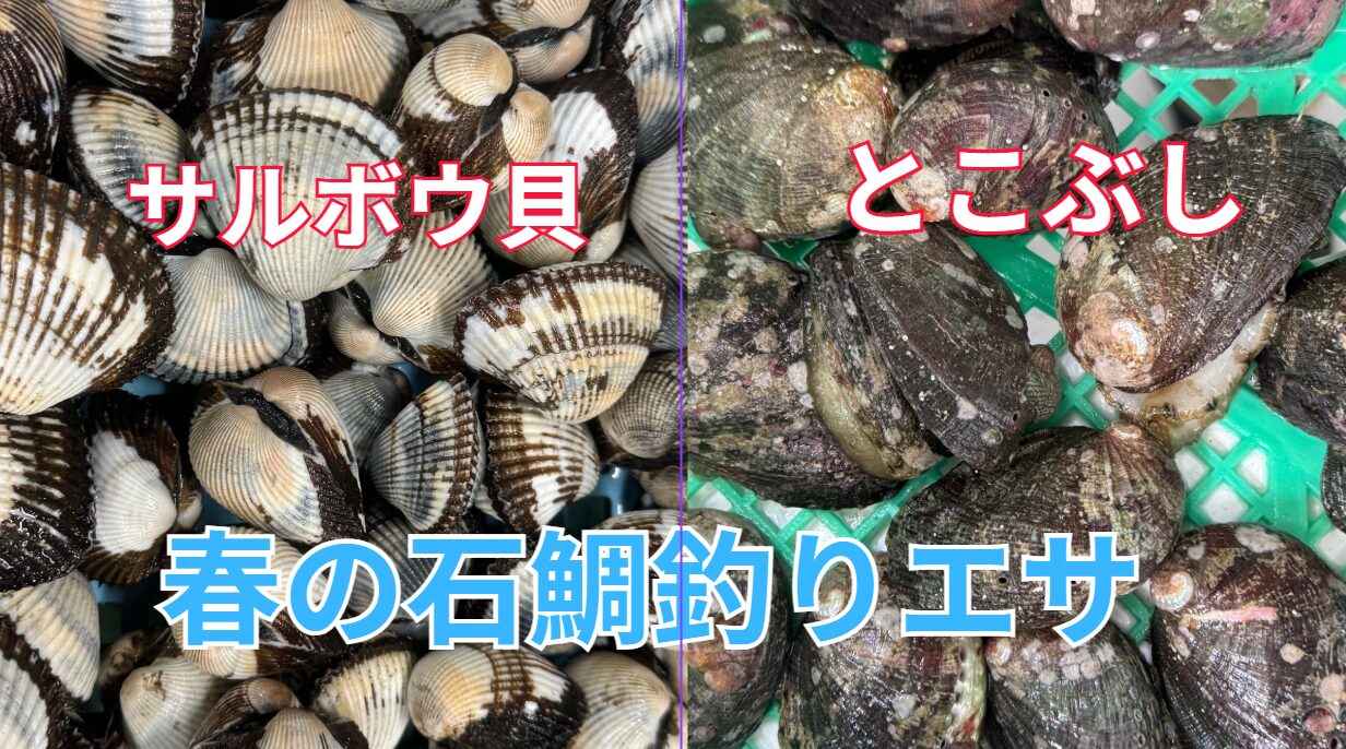 春の石鯛釣りエサ、とこぶし（流れ子）、サルボウ貝。釣太郎