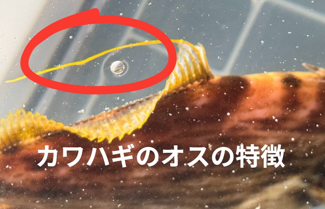 カワハギの背ビレから伸びる1本の線は、糸状延長（しじょうえんちょう）で、オス特有のものです。釣太郎