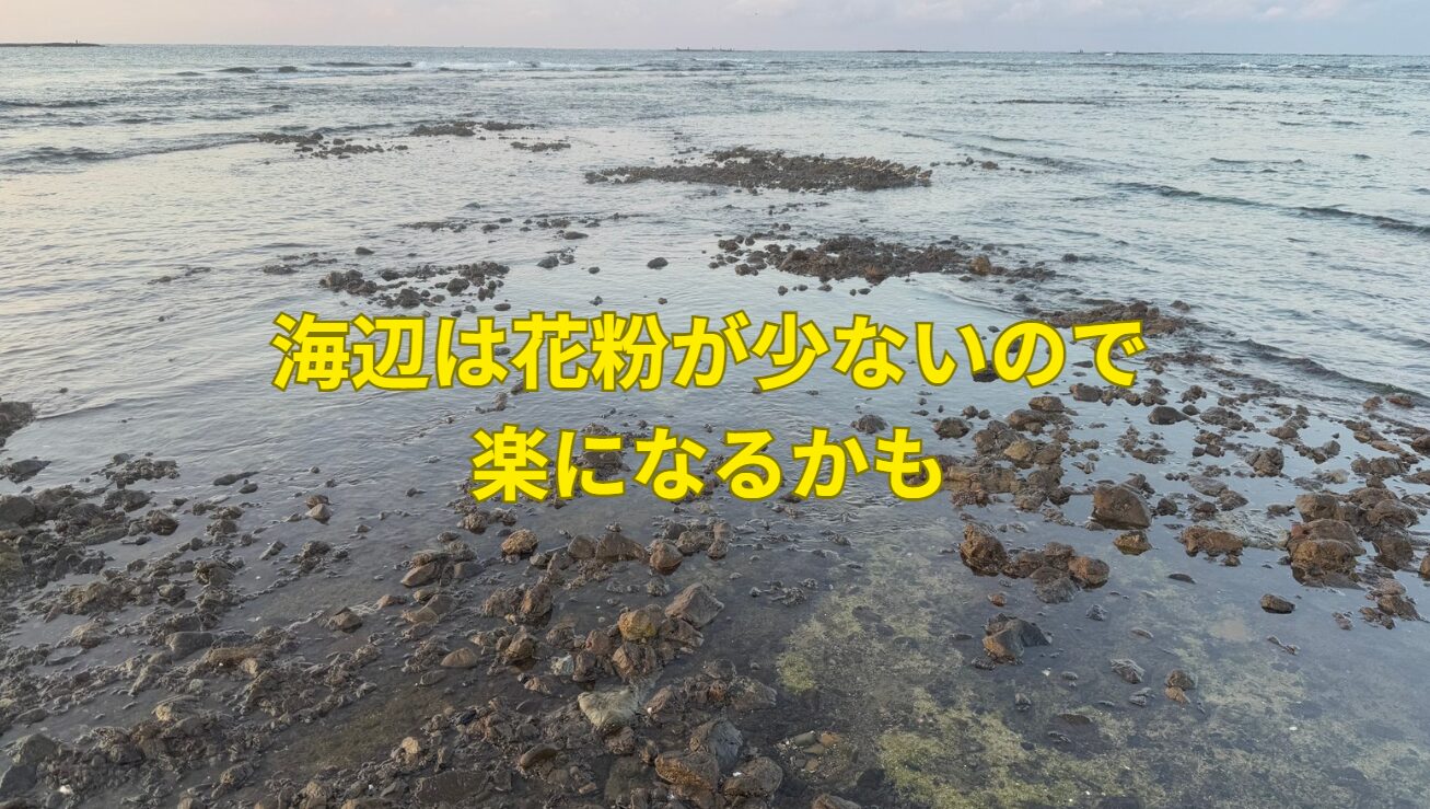 海辺は花粉が少ないので、楽になるかも。釣太郎