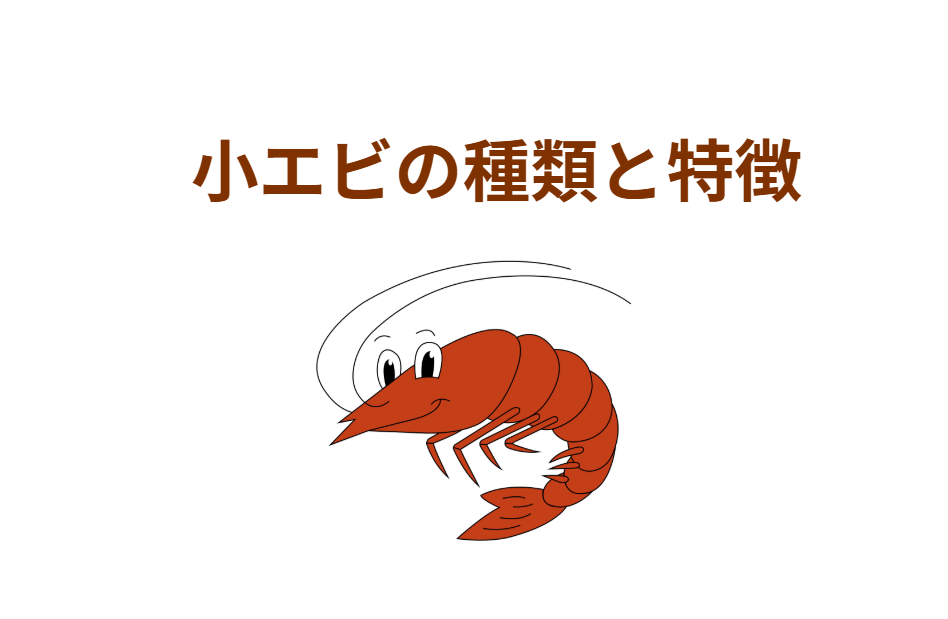 エビの種類と特徴｜バナメイエビ・ブラックタイガー・クルマエビ・赤エビ・その他小型エビを徹底紹介！釣太郎