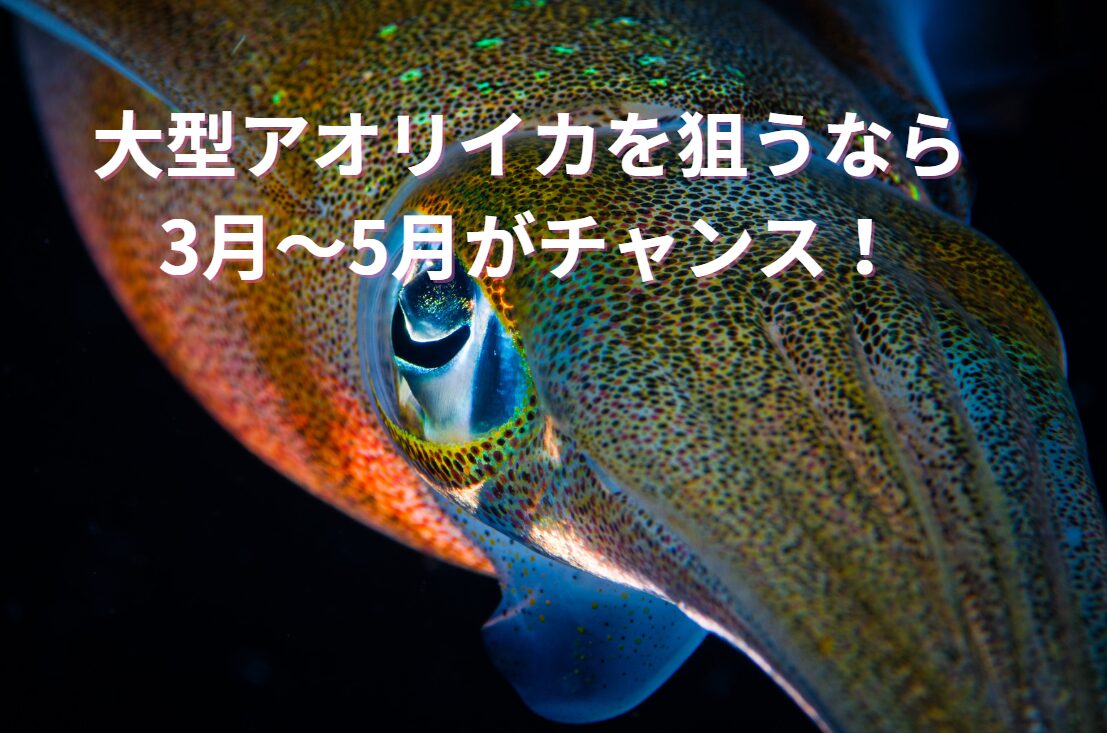 南紀地方では、3月から6月にかけて大型アオリイカが釣れる絶好のシーズンが訪れます。釣太郎