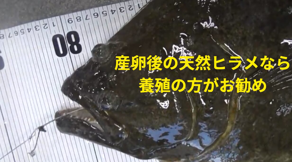冬の天然ヒラメ（寒ビラメ）は最高級で、価値を「100」とすると春は「50〜60」まで落ちる。釣太郎