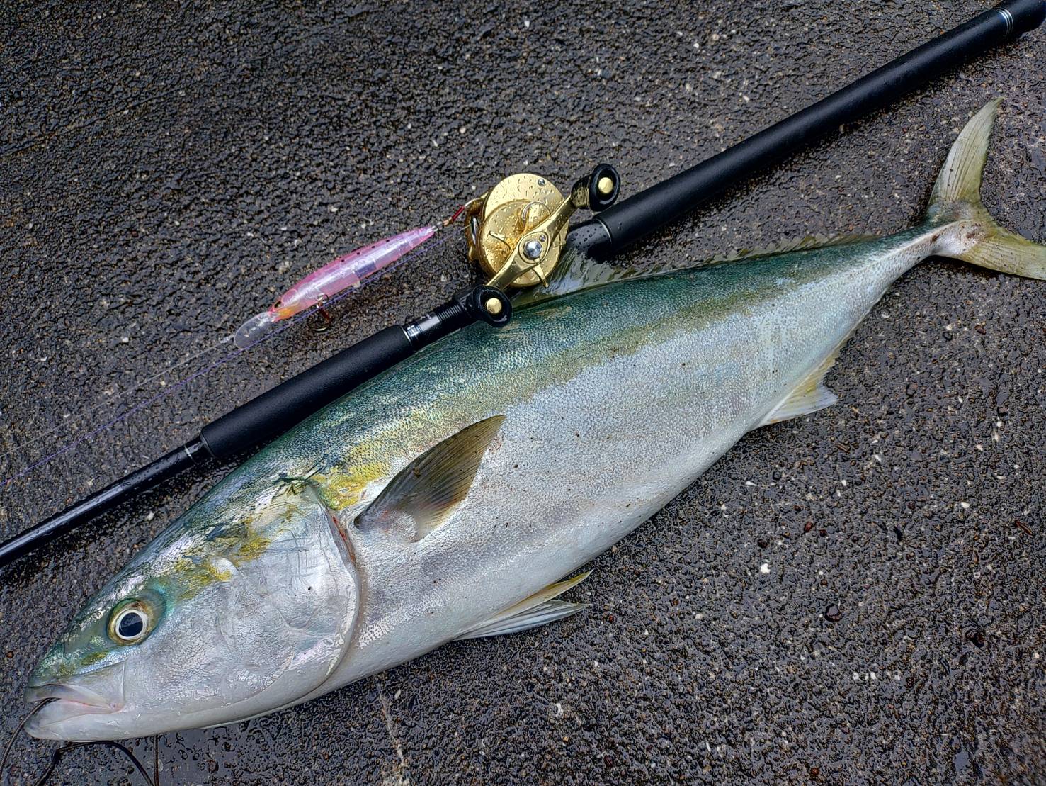 ハイブリッドは一誠だけなので、養殖から逃げた?ブリヒラが釣れることは非常に稀。釣太郎