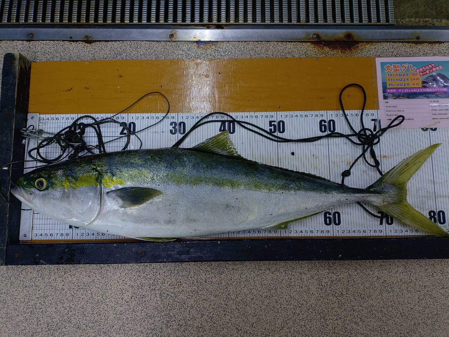 釣太郎スタッフ関口が釣ったブリヒラ。