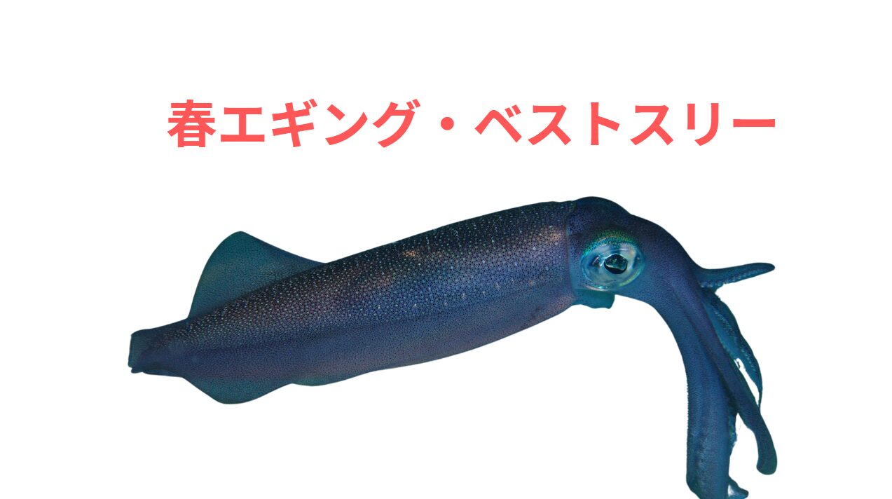 南紀の春大型アオリイカ釣りのお勧めエギ３選。釣太郎