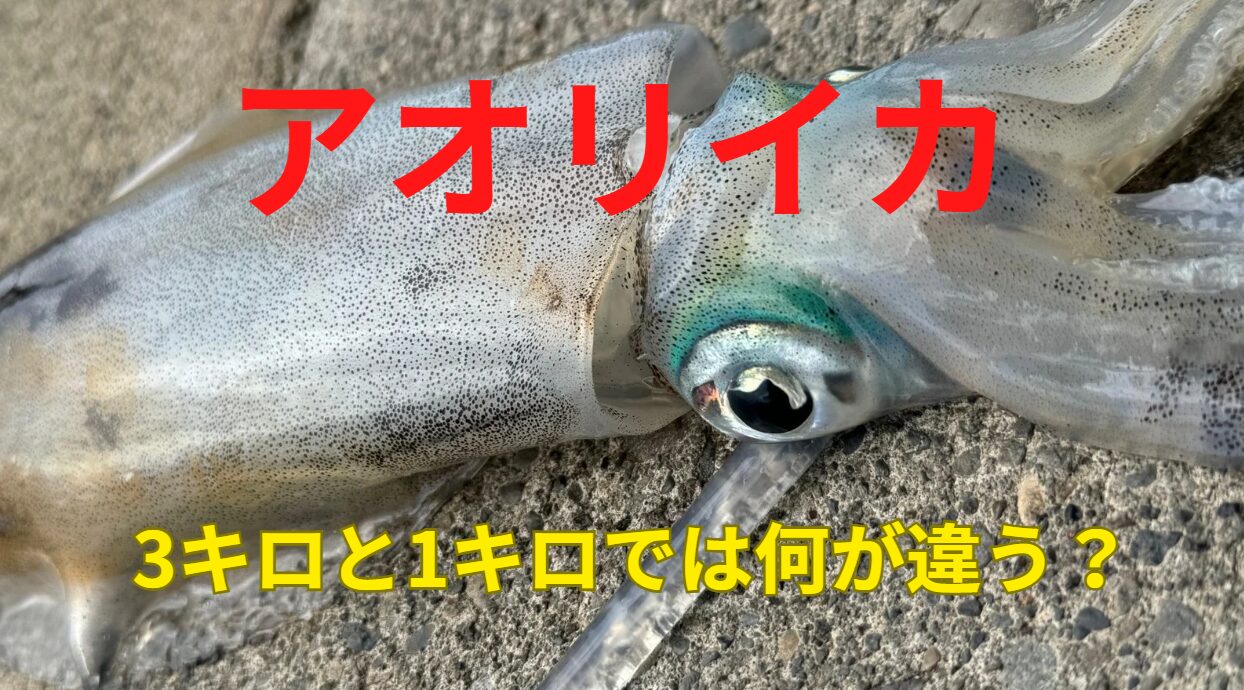 アオリイカ3キロと1キロでどこが違う？春の大型釣り入門。釣太郎
